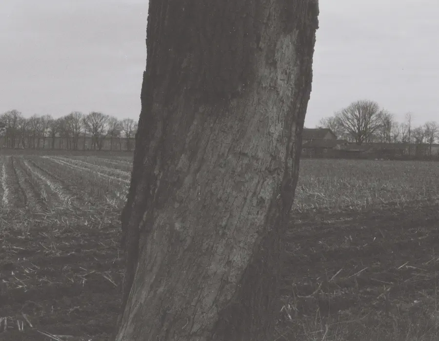 Wippingen BW